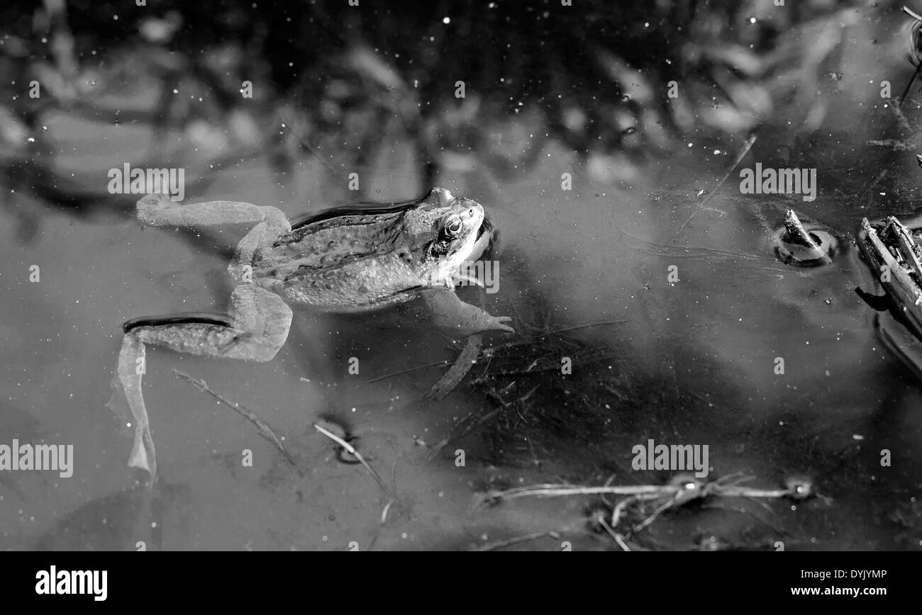 In prossimità di una rana o un anfibio in acqua Foto Stock