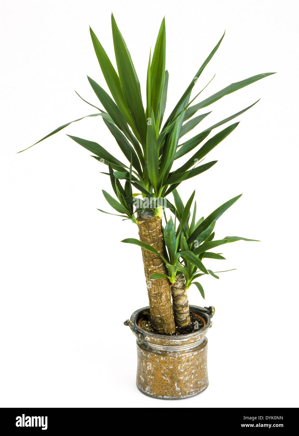 Zimmerpflanzen Yucca Palme in einem Topf piante da interni Yucca Palm tree in un vaso Agave Agave impianto indoor piante foglie foglia Foto Stock