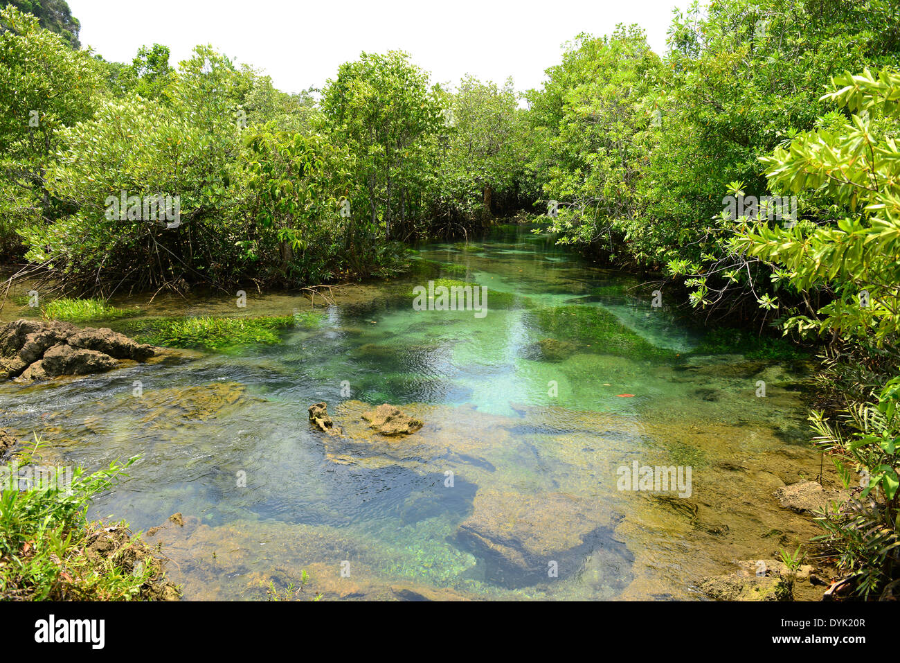 Le foreste di mangrovie in Krabi Thailandia Foto Stock