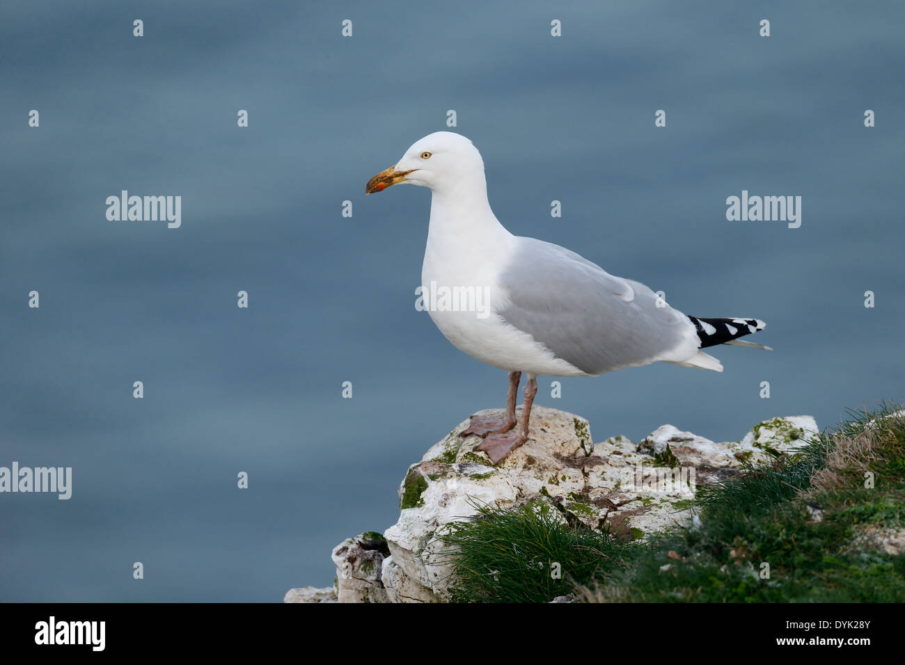 Aringa gabbiano, Larus argentatus, singolo uccello su roccia, Sussex, Marzo 2014 Foto Stock