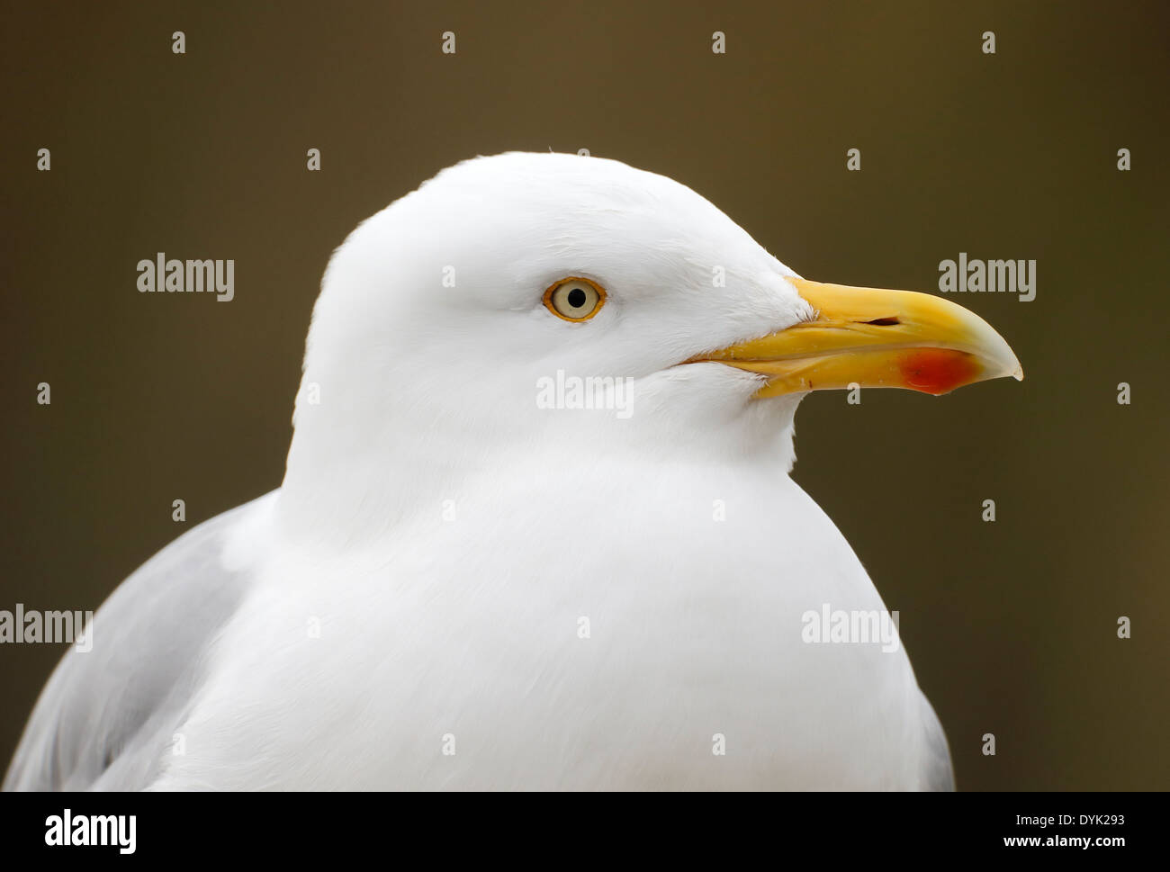 Aringa gabbiano, Larus argentatus, singolo uccello colpo alla testa, Sussex, Marzo 2014 Foto Stock