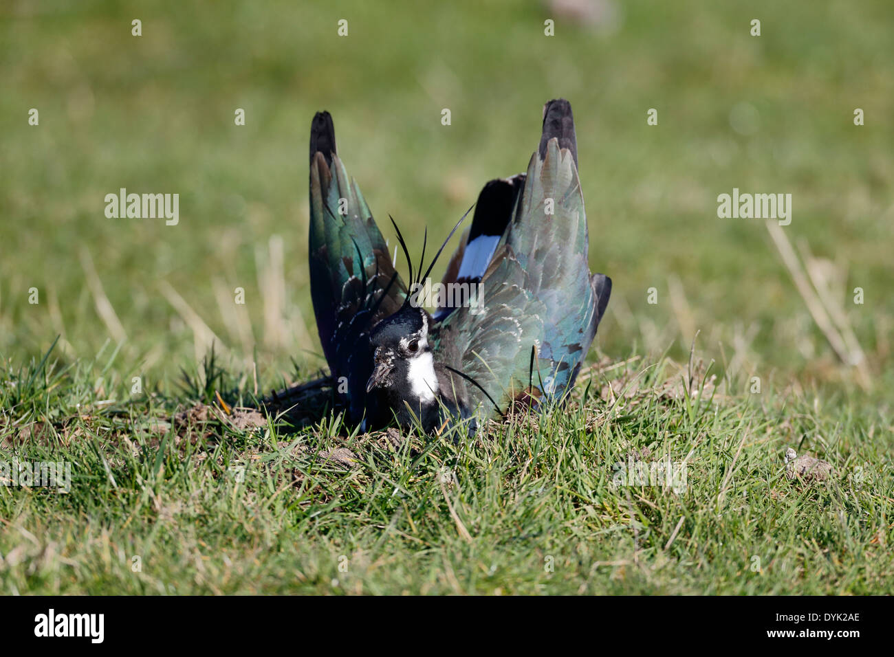 Pavoncella, Vanellus vanellus, unica massa maschio display, Kent, Marzo 2014 Foto Stock