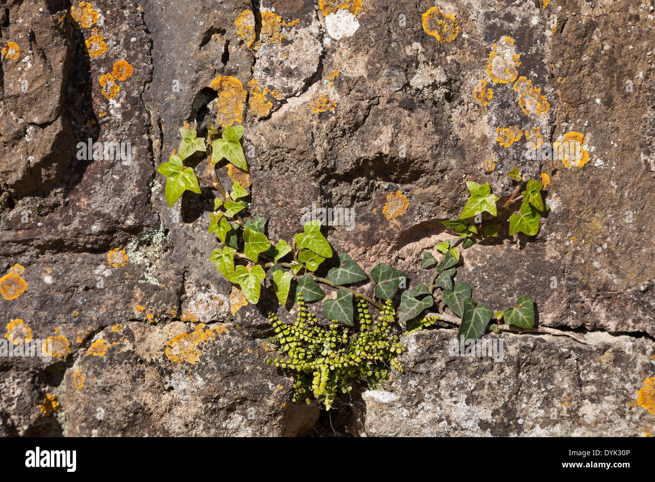 Cotswold stonewall flora, licheni, edera, felci Foto Stock