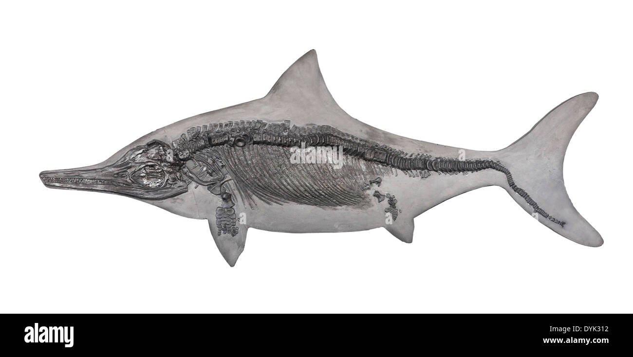Fossili fossili ichthyosaur scheletro campione nella lastra di matrice, sfondo bianco cut-out Foto Stock