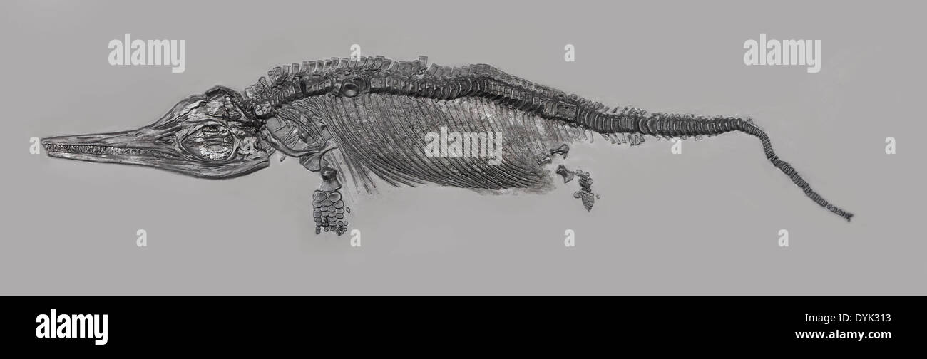Fossili fossili ichthyosaur scheletro campione nella lastra di matrice. Foto Stock