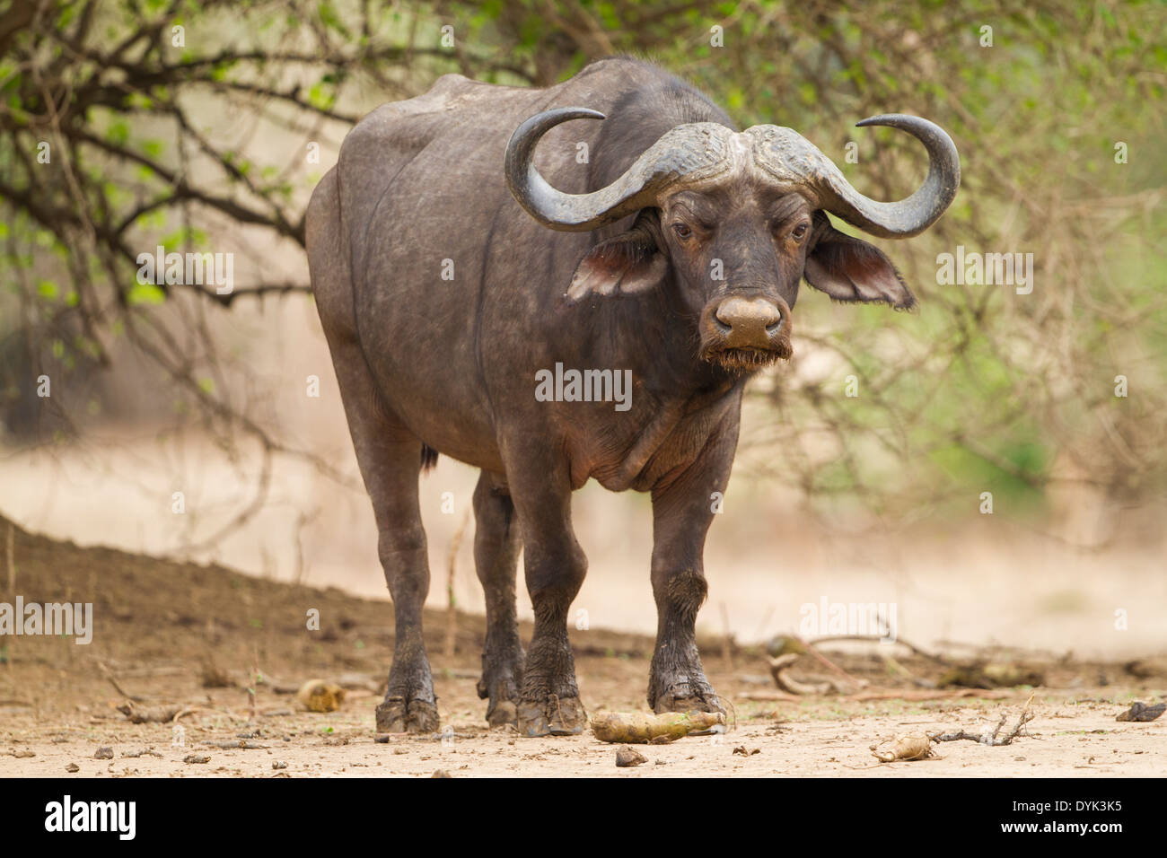 African Buffalo bull guardando la telecamera Foto Stock