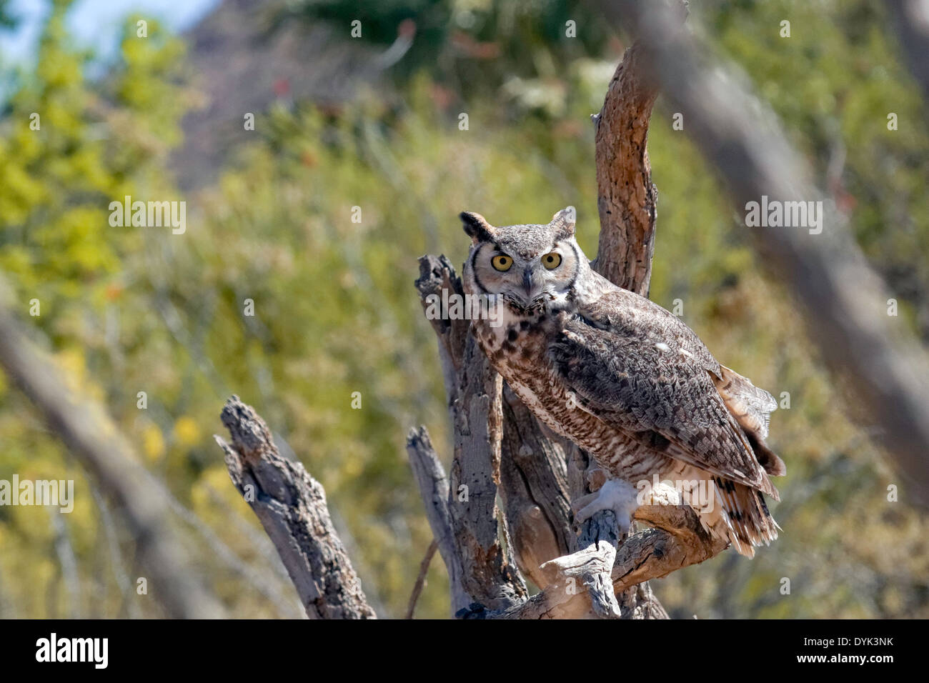 Grande Gufo cornuto (Bubo virginianus) Foto Stock