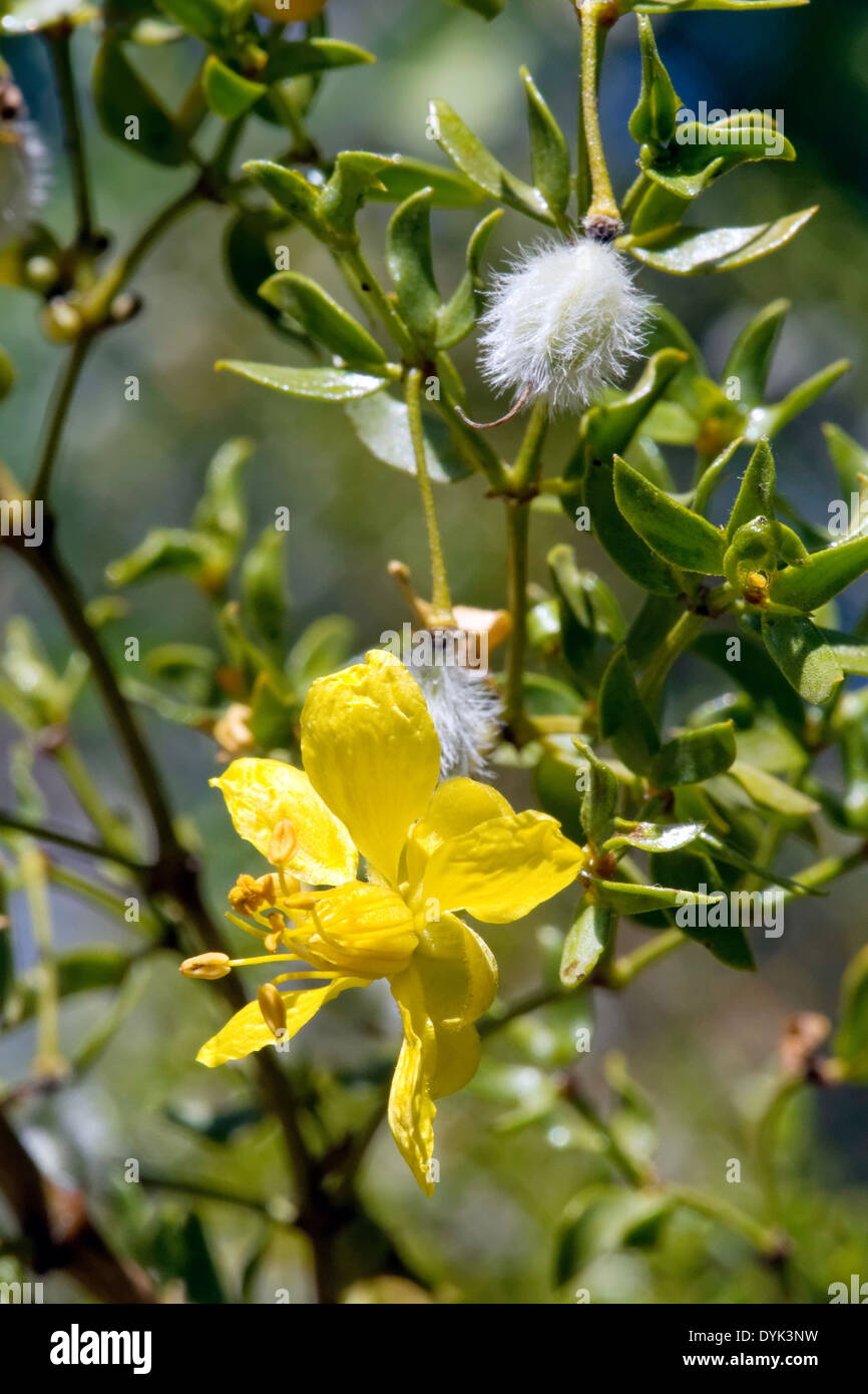 Il creosoto Bush (Larrea Purshia) Foto Stock