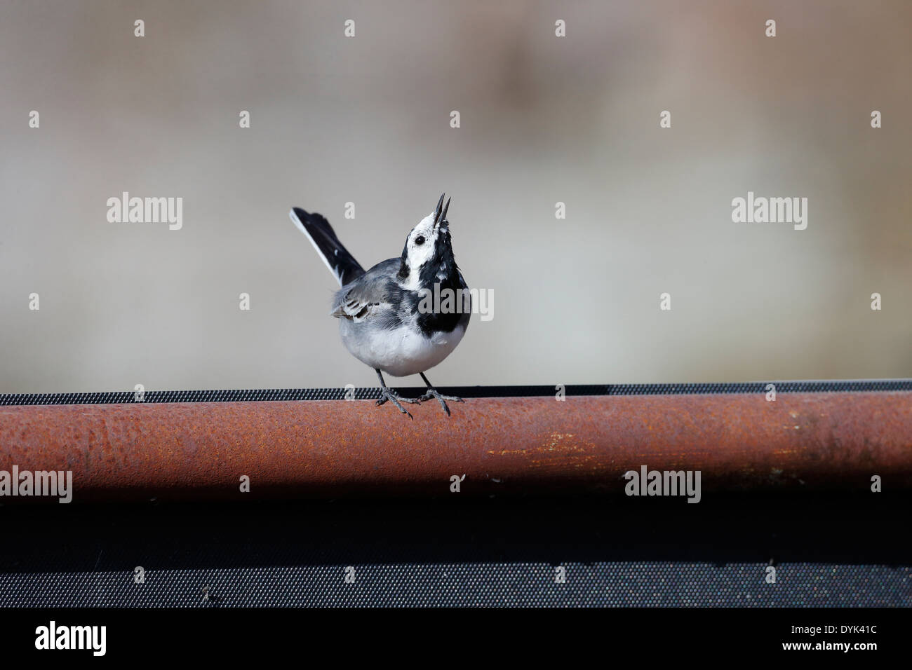 Pied wagtail, Motacilla alba yarrellii, singolo uccello sulla porta Wiltshire, Marzo 2014 Foto Stock