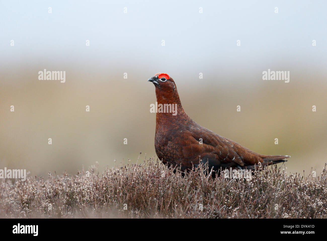 Red Grouse, Lagopus lagopus scoticus, Singolo maschio su heather, il Yorkshire, Marzo 2014 Foto Stock