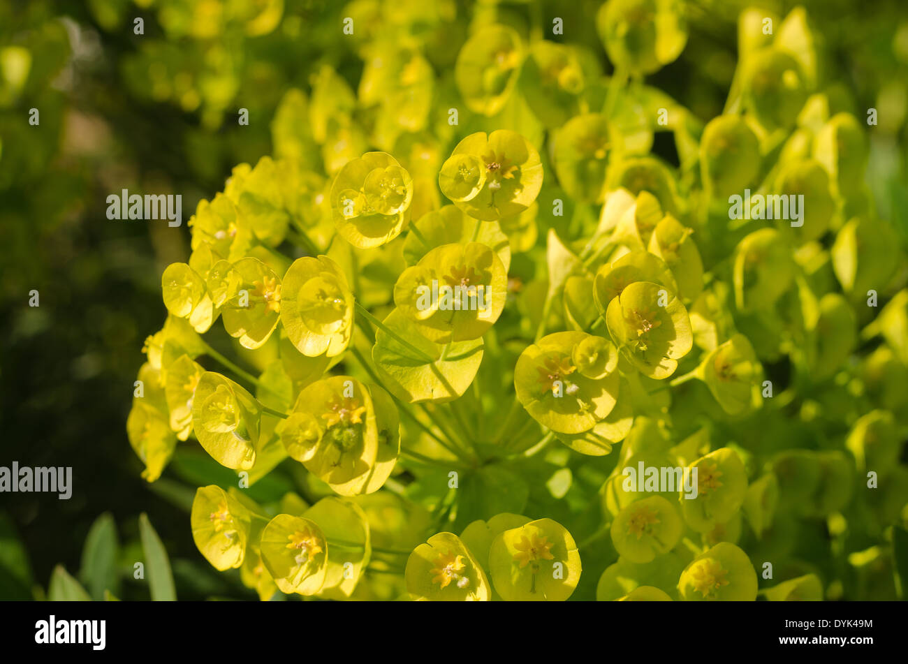 Euforbia mediterraneo insolito dischi floreale delle brattee ad una testa di fiori Foto Stock