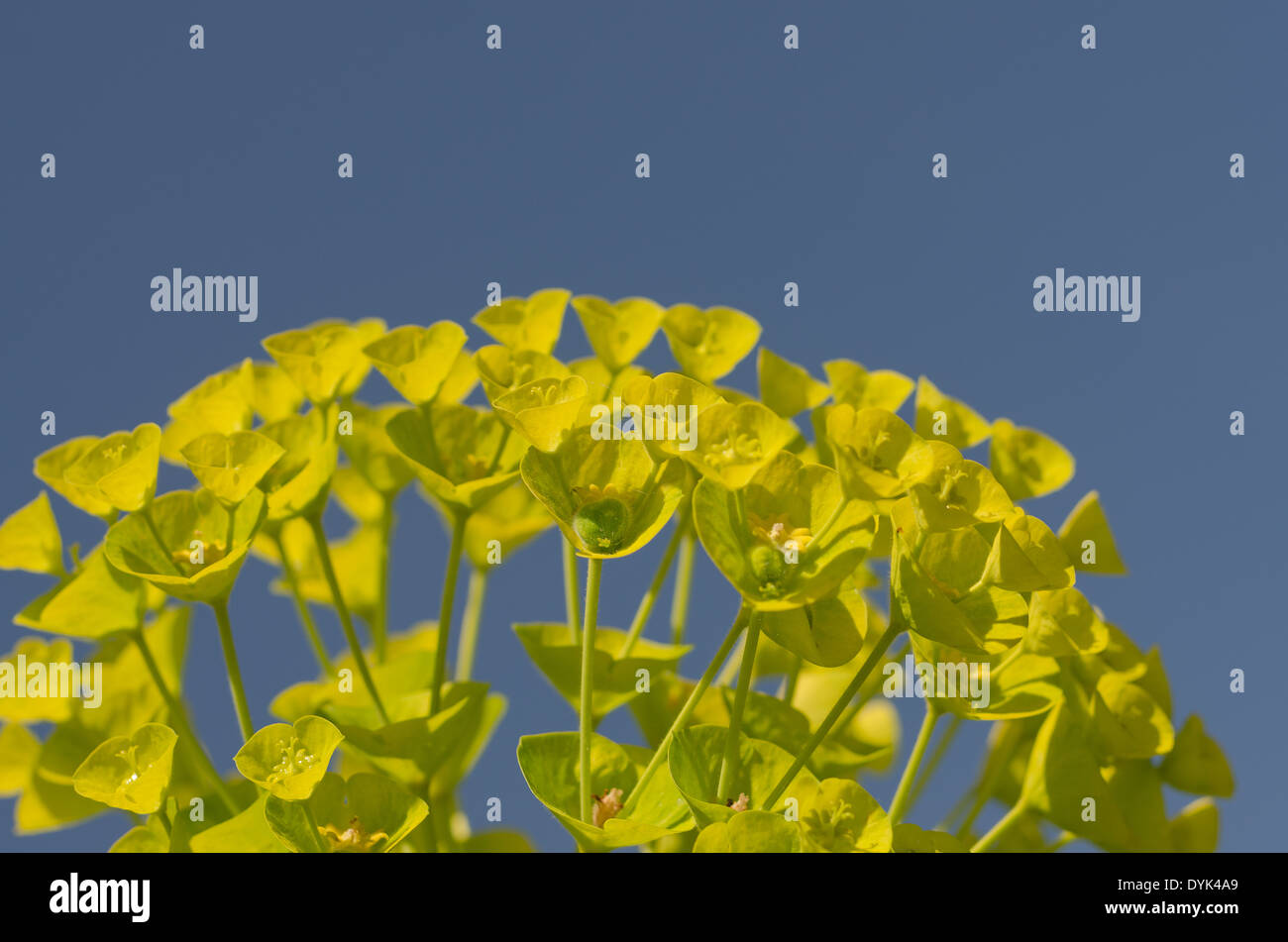 Euforbia mediterraneo insolito dischi floreale delle brattee ad una testa di fiori Foto Stock