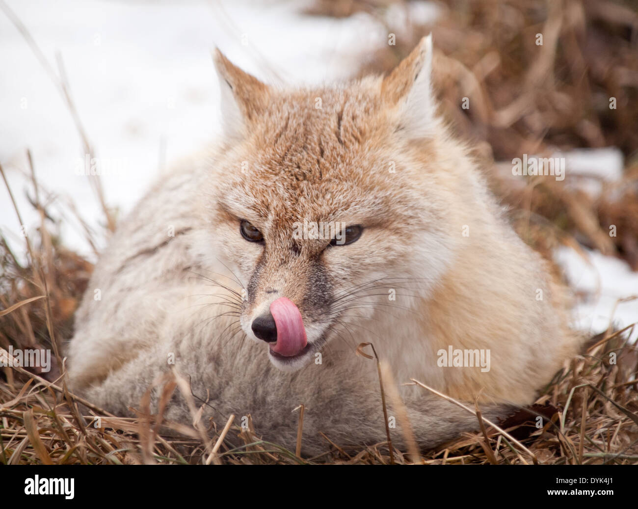 Una bella Swift volpe (Vulpes vulpes velox). Foto Stock