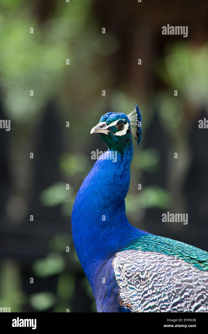 Peacock guardando avanti Foto Stock