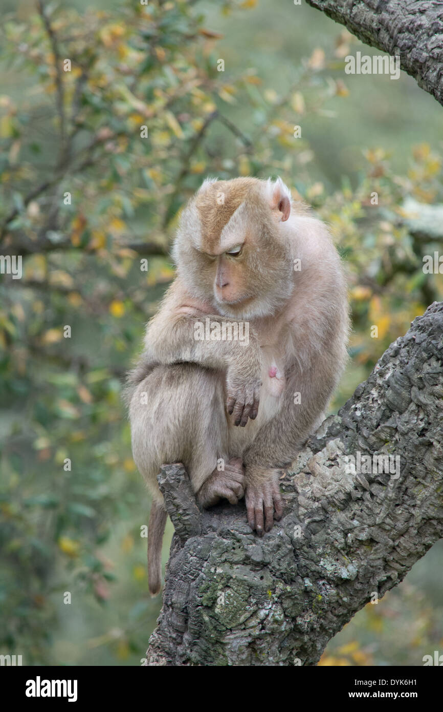 Monkey guardando verso il basso in corrispondenza della sua zampa Foto Stock