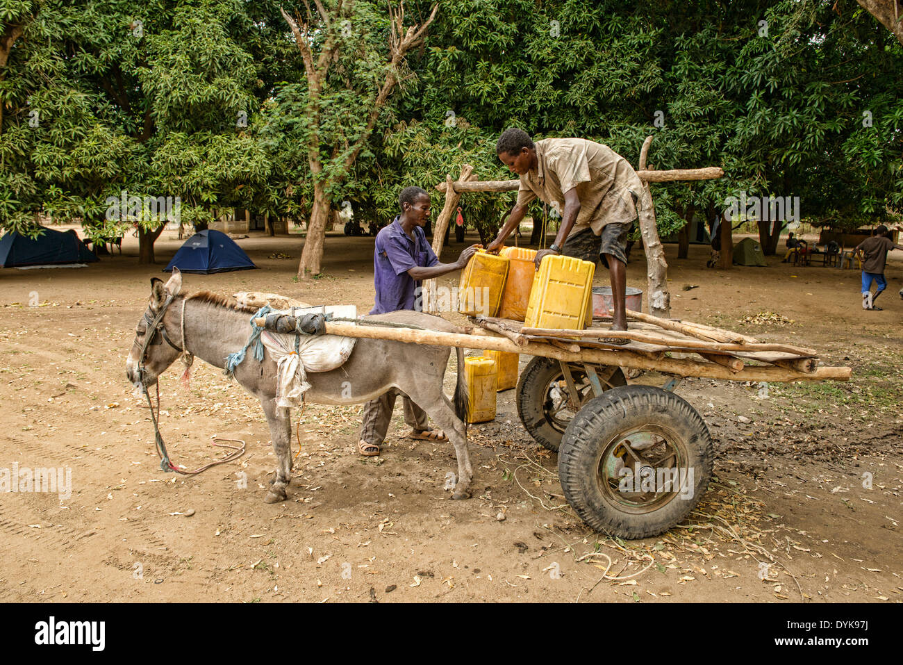 Hamer uomini il caricamento di acqua dal bene su un asino carrello, Turmi nella valle dell'Omo, Etiopia Foto Stock