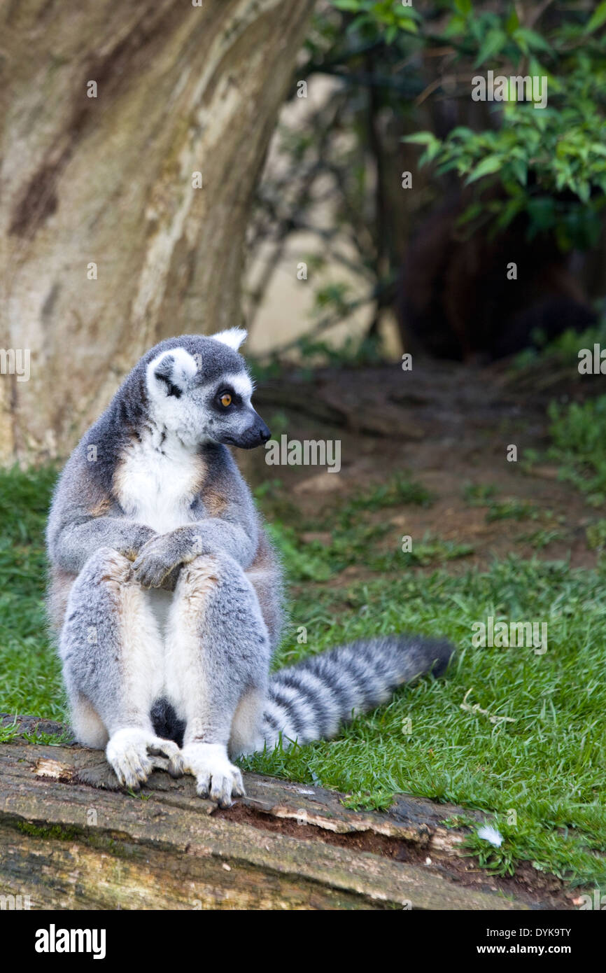 L'anello tailed lemuri Foto Stock