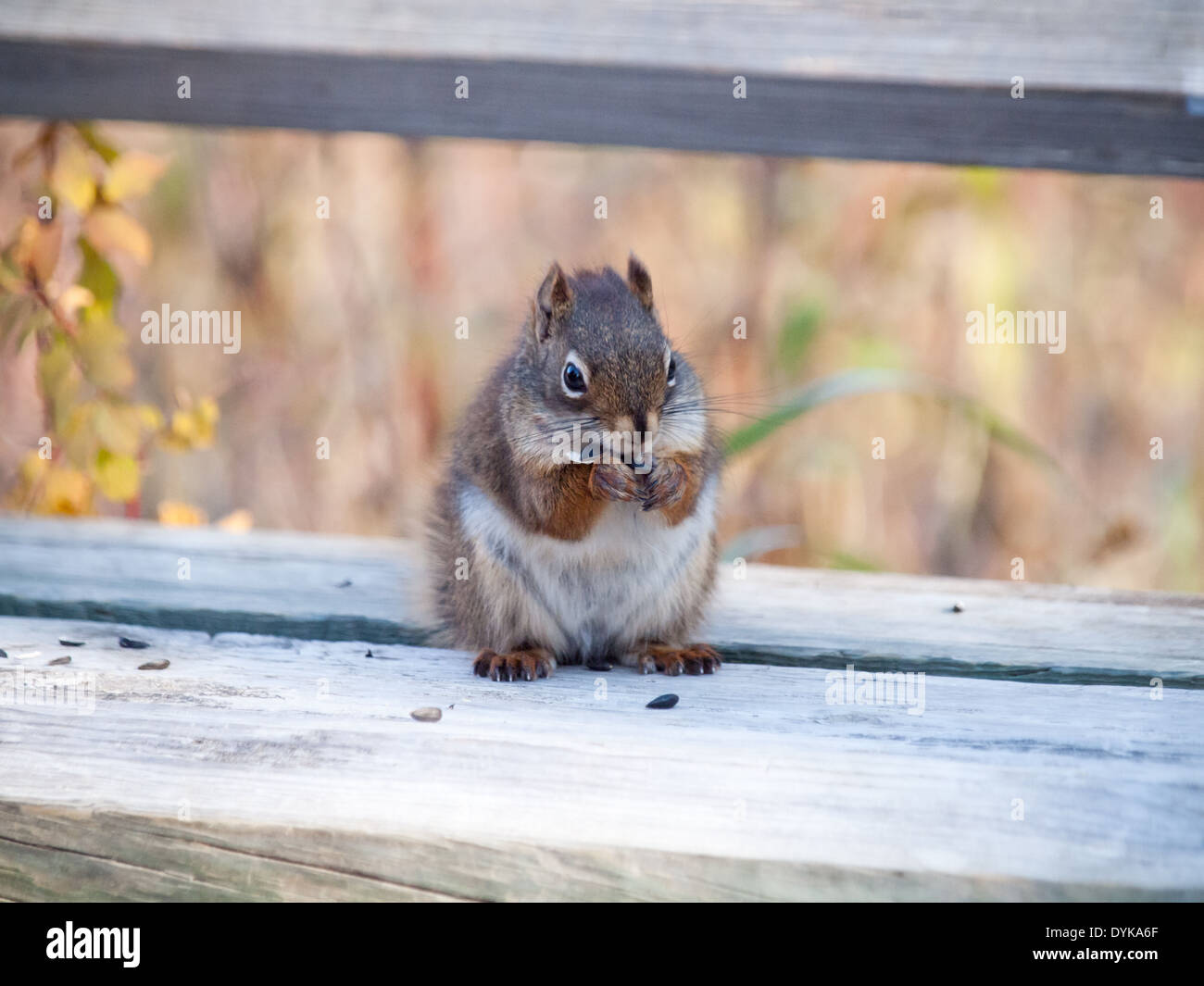 Un simpatico american scoiattolo rosso (Tamiasciurus hudsonicus) alimentazione di semi di girasole su una panchina nel parco. Foto Stock