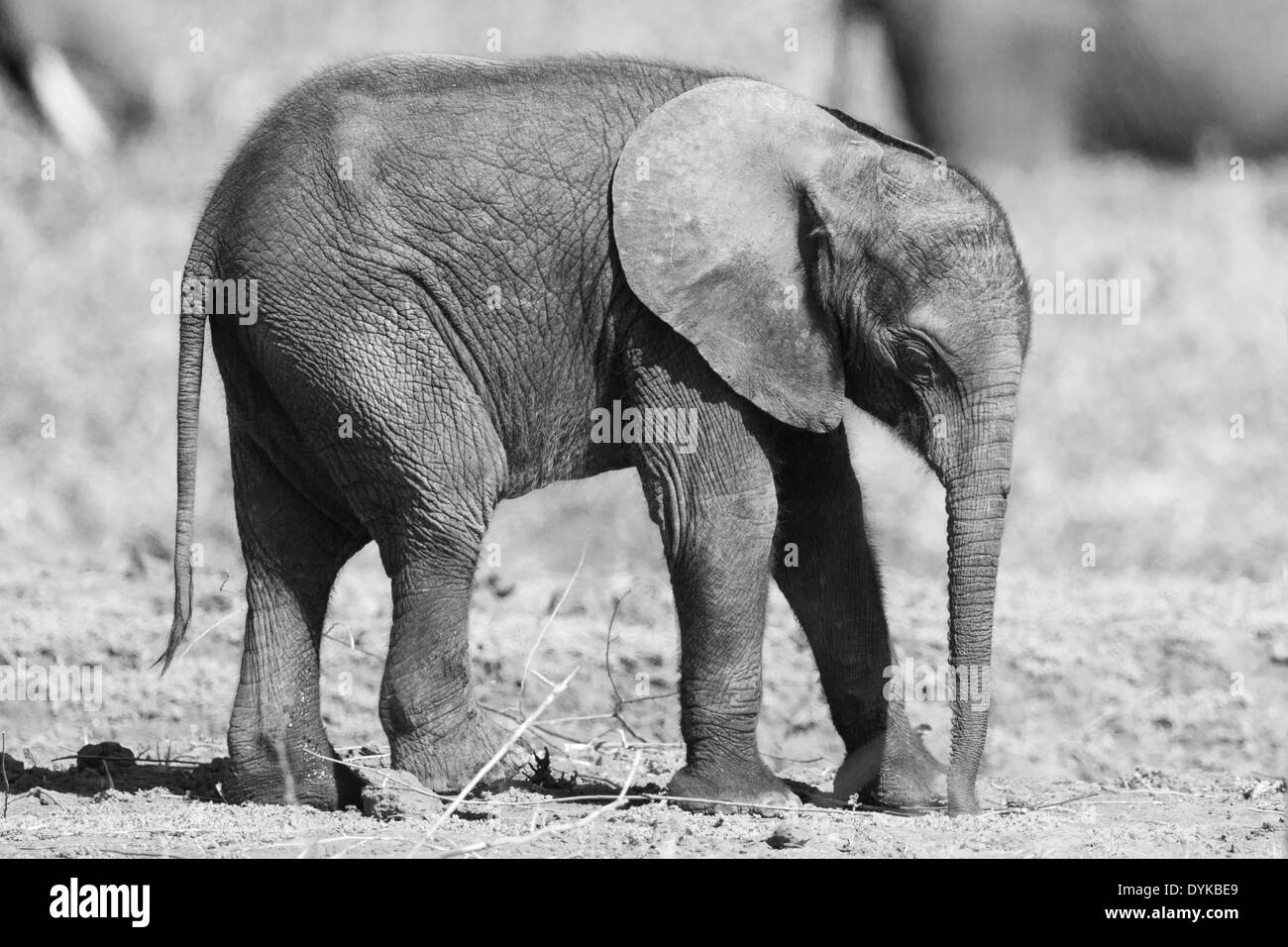 Vista laterale dell' elefante africano vitello Foto Stock