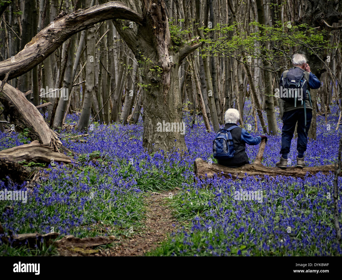 Walkers in the bluebell boschi accanto al North Downs modo vicino a Chilham Kent REGNO UNITO Foto Stock