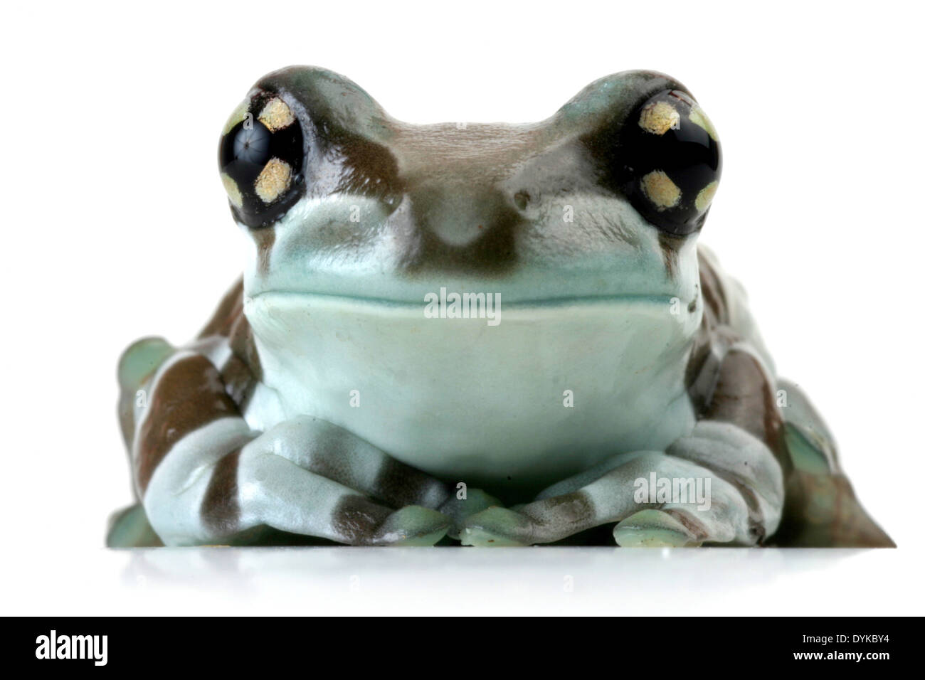 Tettoia amazzonica (rana Phrynohyas resinifictrix), tagliati fuori. Foto Stock