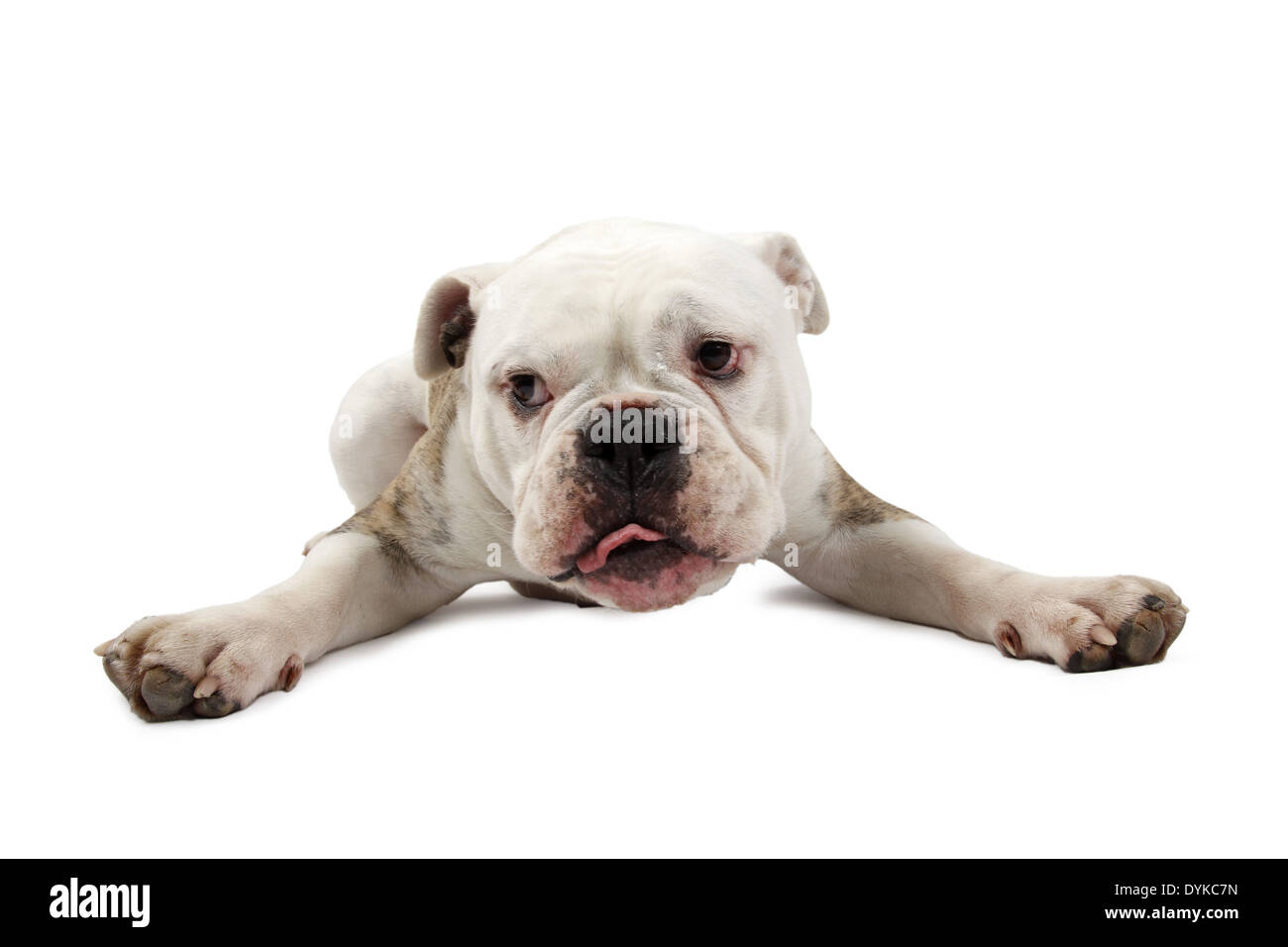 Englische Bulldogge, Canis lupus f. familiaris, Bulldog inglese Foto Stock