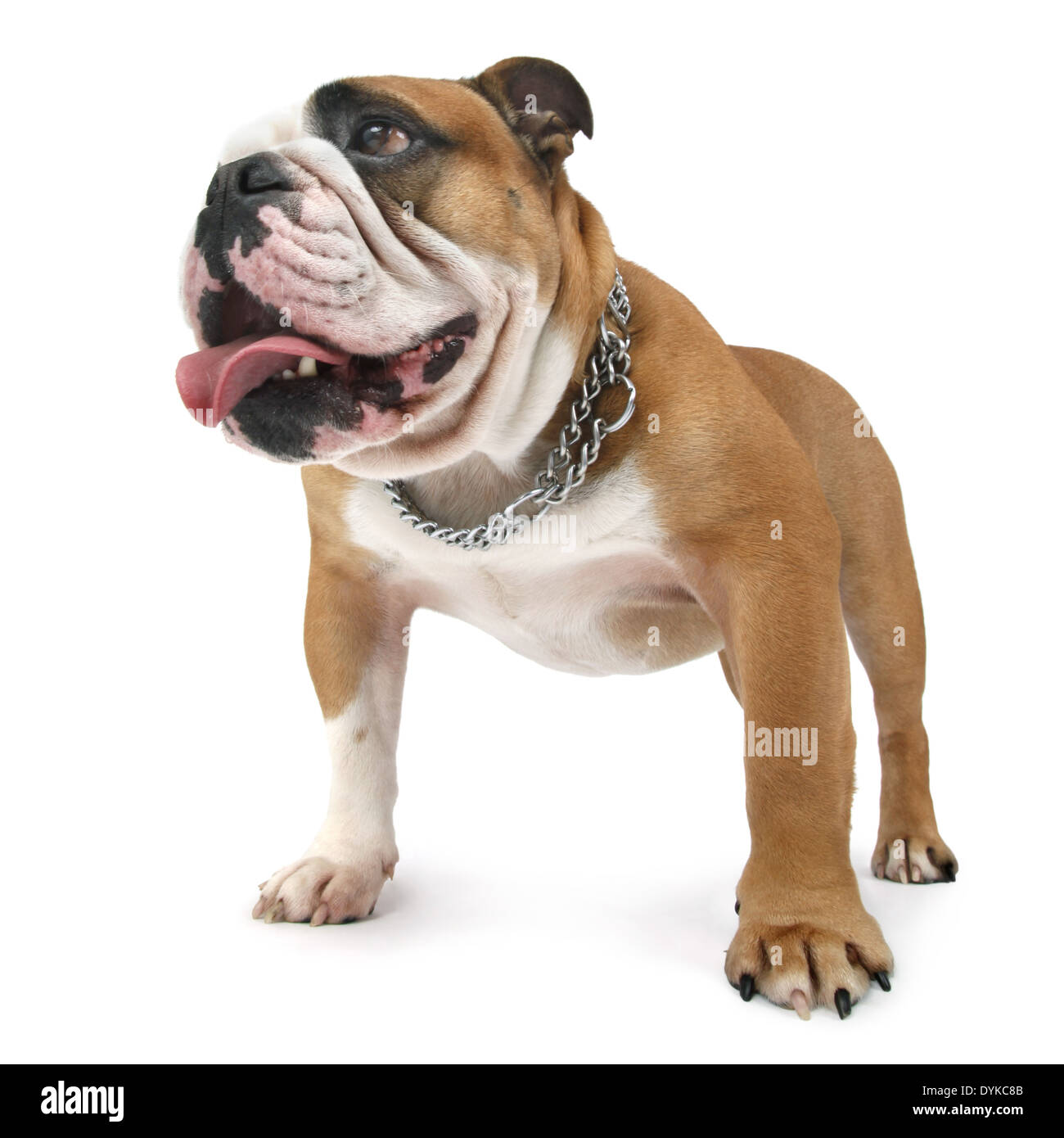 Englische Bulldogge, Canis lupus f. familiaris, Bulldog inglese Foto Stock