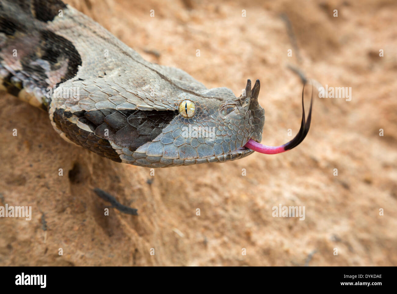 Ritratto di Gaboon viper (Bitis rhinoceros) dell'Africa occidentale, Ghana. Foto Stock