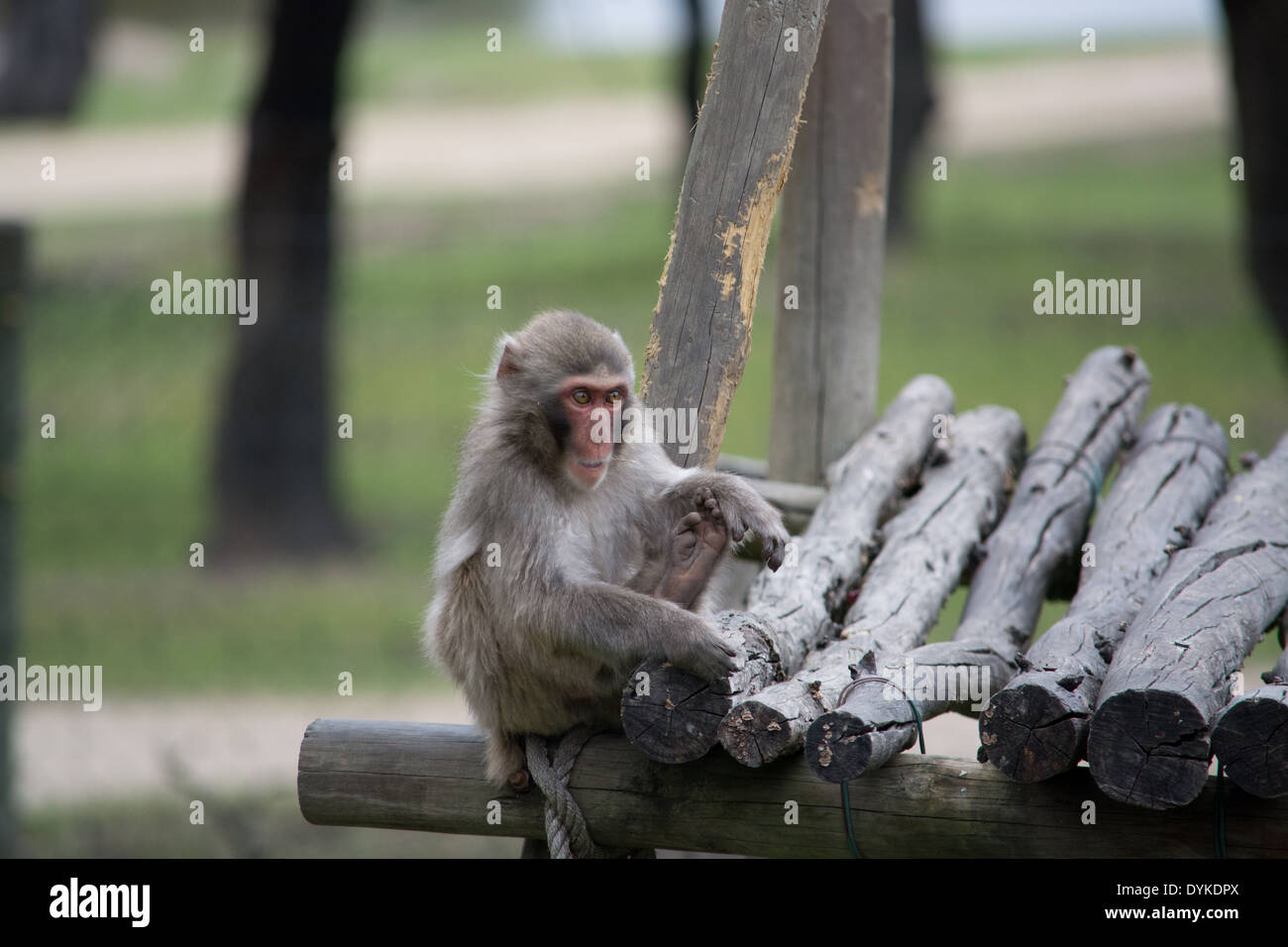 Monkey seduto Foto Stock