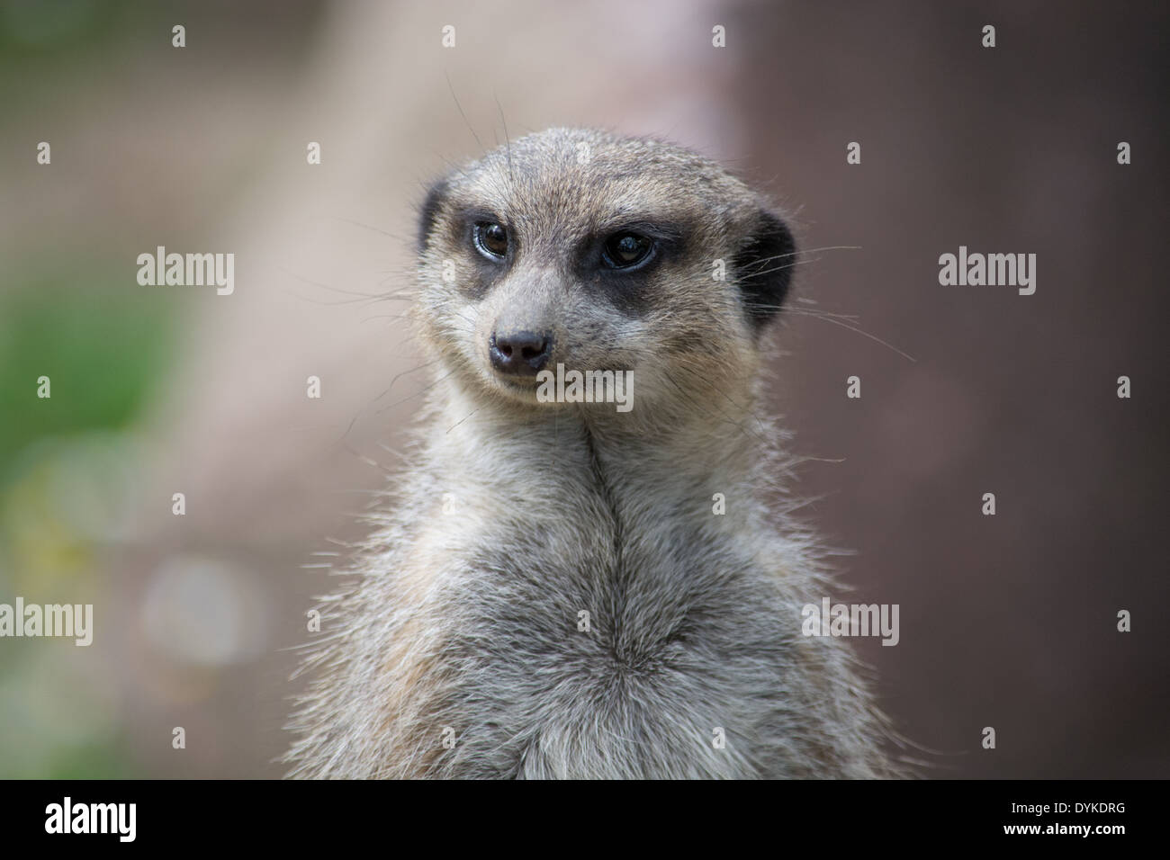 Un meerkat guardando avanti Foto Stock