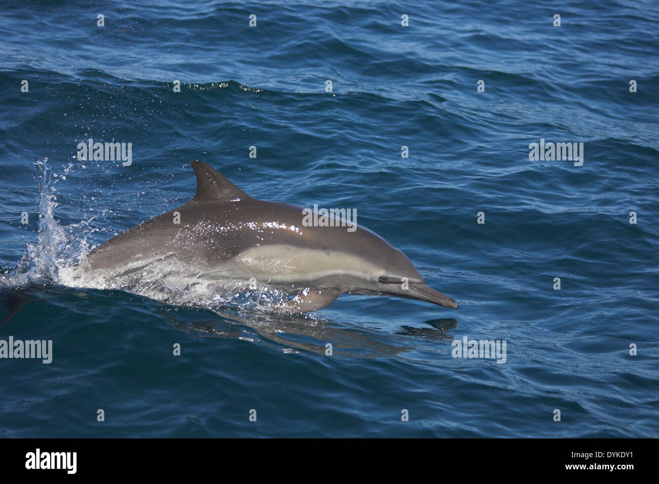 Kapdelfin (Delphinus capensis) springt, saltando Foto Stock