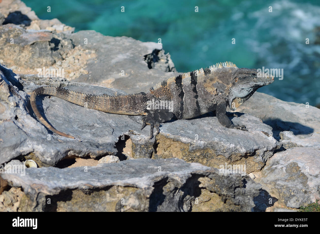 Iguana su Isla Mujeres Foto Stock