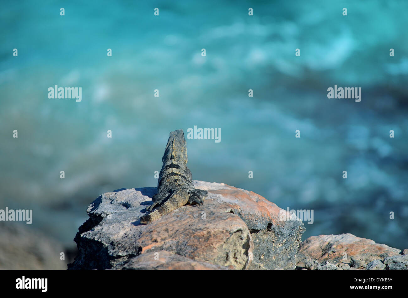 Iguana su Isla Mujeres Foto Stock