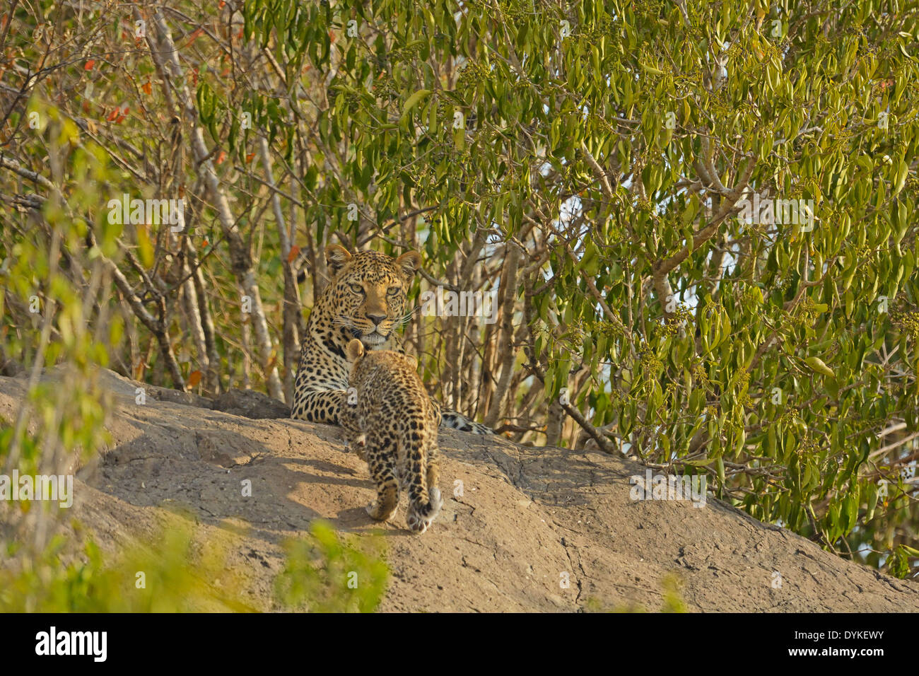 African Leopard (Panthera pardus pardus) e il suo giovane cub su una roccia nel Masai Mara Foto Stock