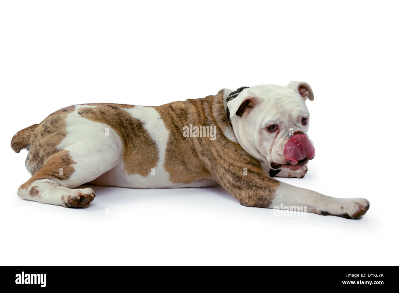 Englische Bulldogge, Canis lupus f. familiaris, Bulldog inglese, Englische Bulldogge vor weissen Hintergrund Foto Stock
