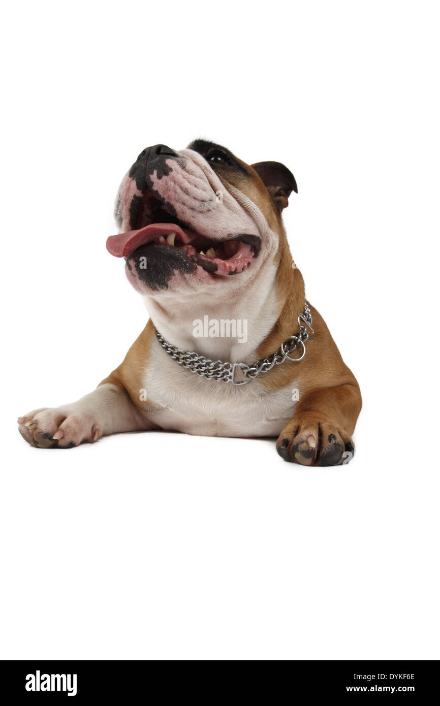 Englische Bulldogge, Canis lupus f. familiaris, Bulldog inglese Foto Stock