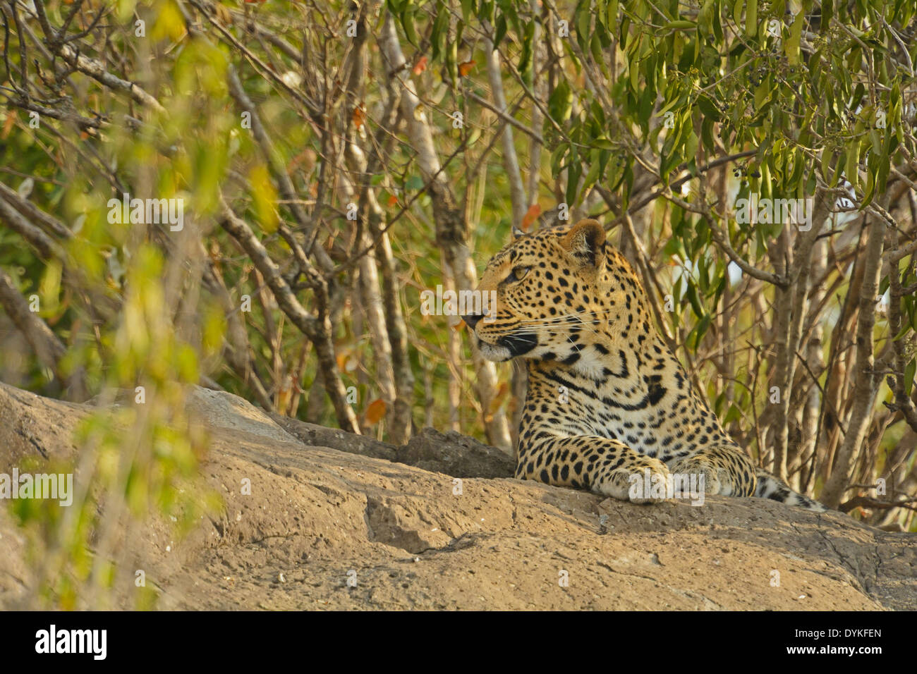 African Leopard (Panthera pardus pardus) su una roccia nel Masai Mara Foto Stock