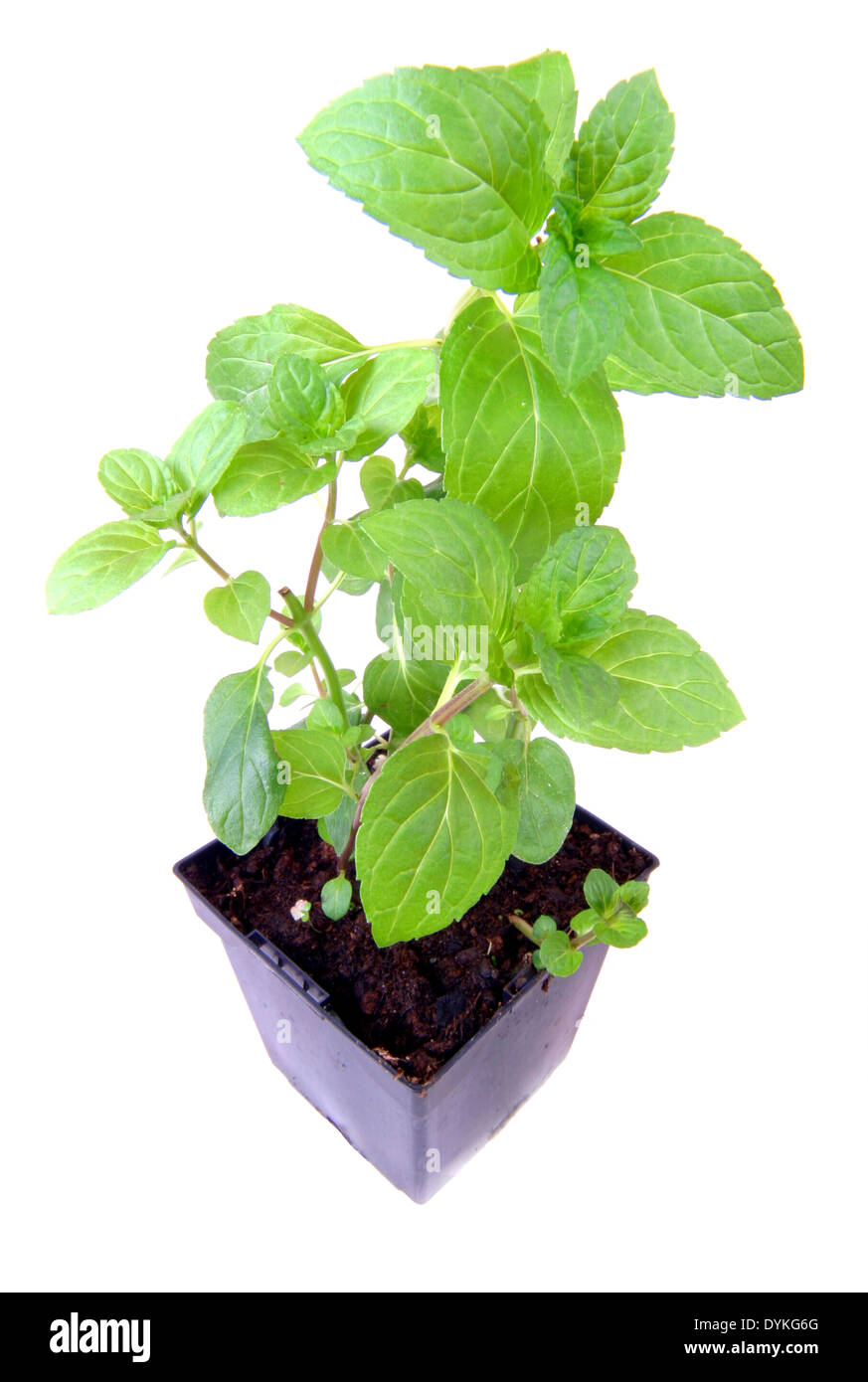 La MENTA PIPERITA (Mentha piperita, Fogliame, foglie. Foto Stock