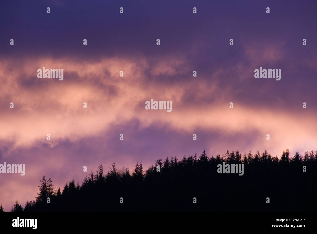 Alba nuvola skyscape dietro silhoette di un abete collina boschiva, Snowdonia, Wales, Regno Unito Foto Stock