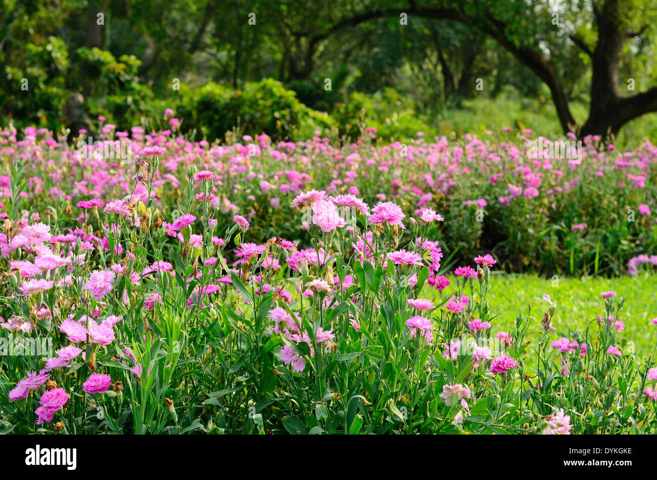 Di un bel colore rosa Dianthus flower (Dianthus chinensis) a Thai Flower Garden Foto Stock