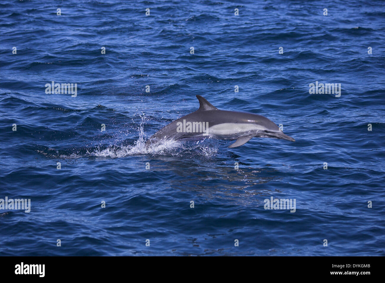 Kapdelfin (Delphinus capensis) springt, saltando Foto Stock