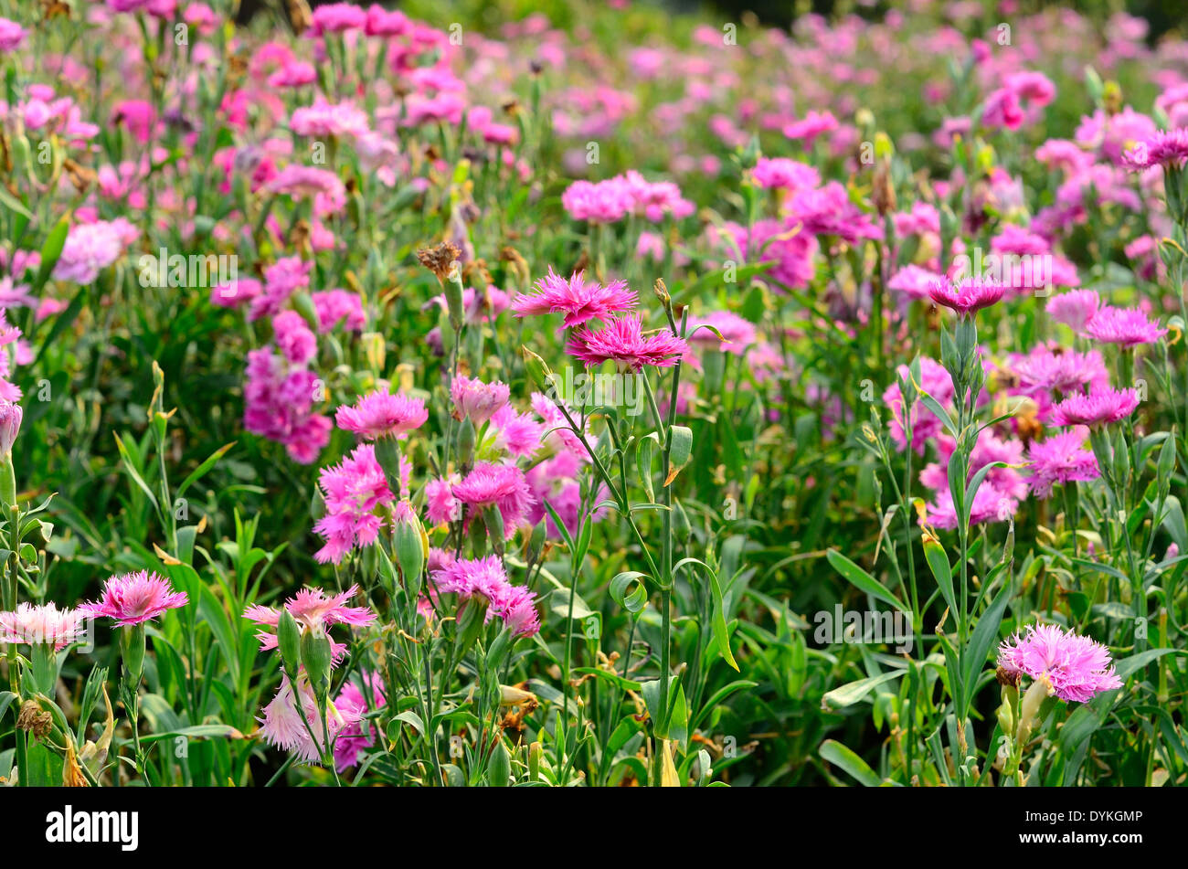 Di un bel colore rosa Dianthus flower (Dianthus chinensis) a Thai Flower Garden Foto Stock