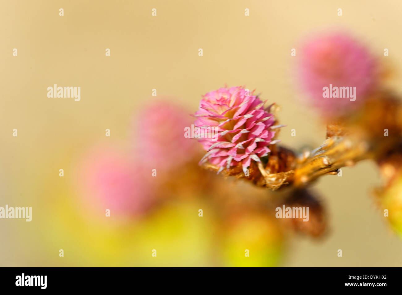 Giovani coni di polline e ovulate coni di larice Foto Stock