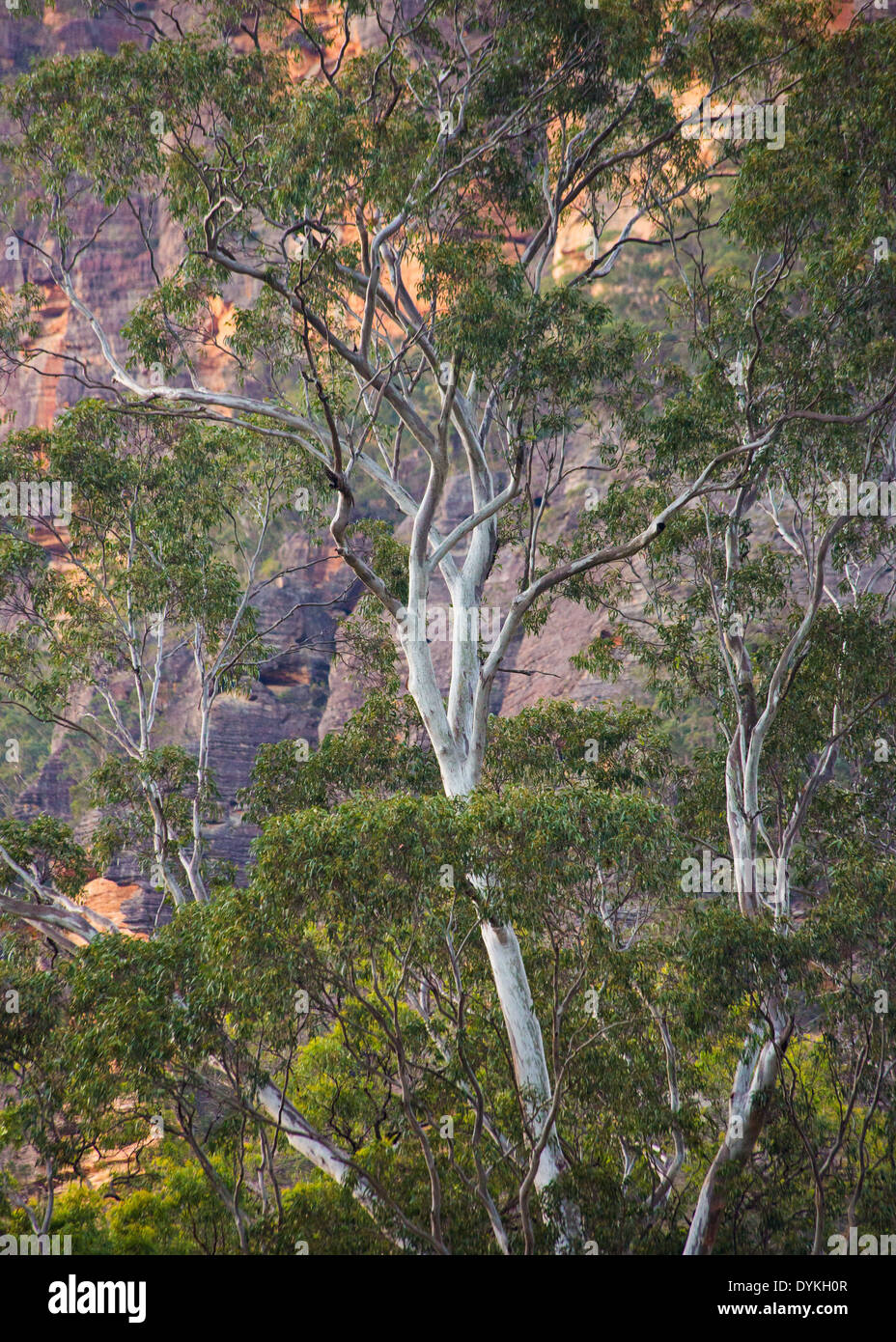 Eucalipto con scarpata di arenaria, Wollemi National Park, New South Wales, Australia Foto Stock