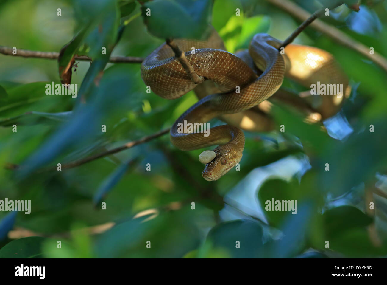 Ruschenberg della struttura di boa (Corallus ruschenbergeri) con una crocetta sulla testa Foto Stock
