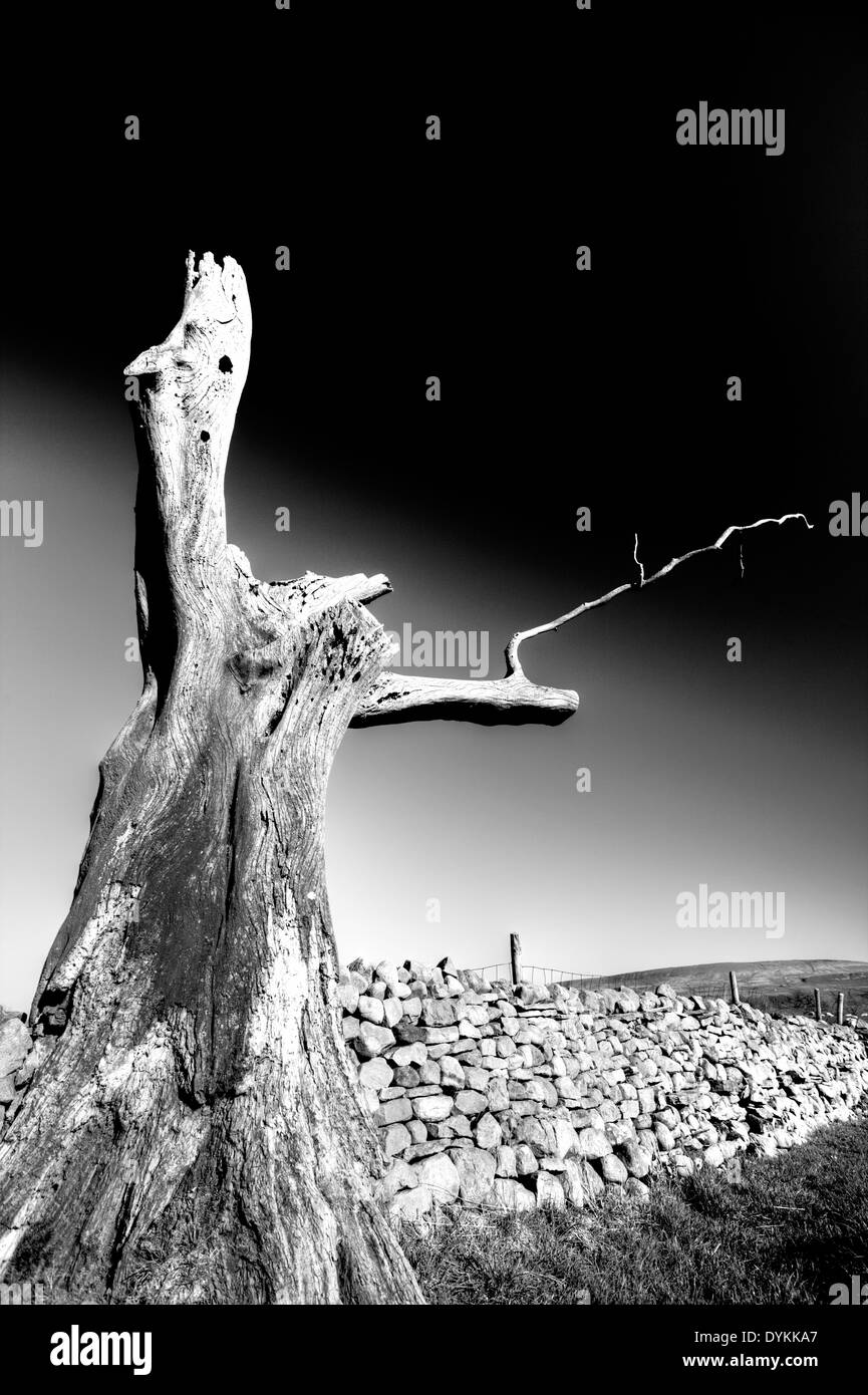 Albero morto essiccato vecchio muore a Carperby Yorkshire Dales National Park, Regno Unito Inghilterra GB Foto Stock
