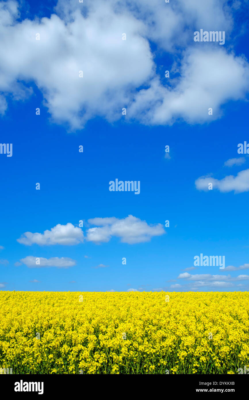 Campo giallo di colza contro un cielo blu, Holme Valley, West Yorkshire, Inghilterra, Regno Unito Foto Stock