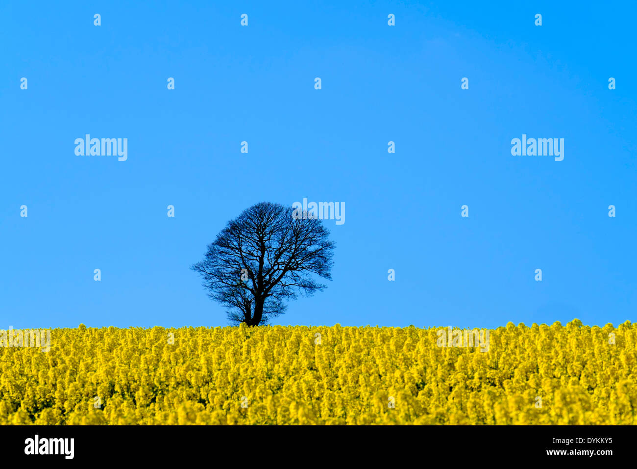 Lone Tree in un campo giallo di colza contro un cielo blu, Holme Valley, West Yorkshire, Inghilterra, Regno Unito Foto Stock