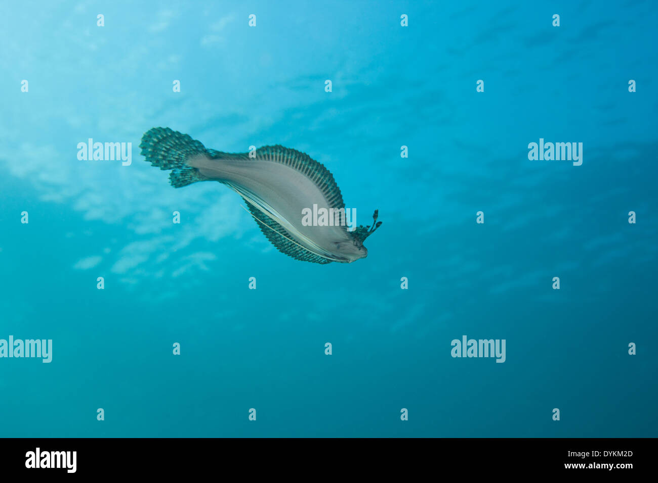Peacock Passera pianuzza (Bothus mancus) nuoto in Lembeh strait off Nord Sulawesi, Indonesia. Foto Stock