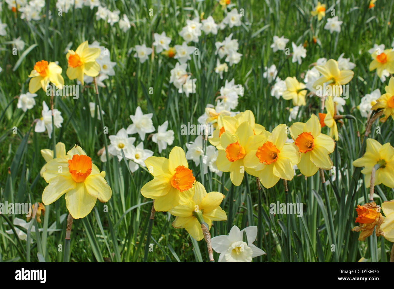 Fiori di Primavera in Pembroke Lodge Il Parco di Richmond Surrey UK Foto Stock